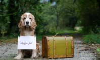 perros y maletas